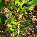 Lillium species feuille